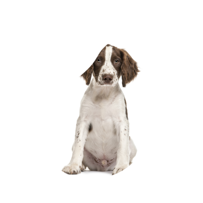 Springer Spaniel
