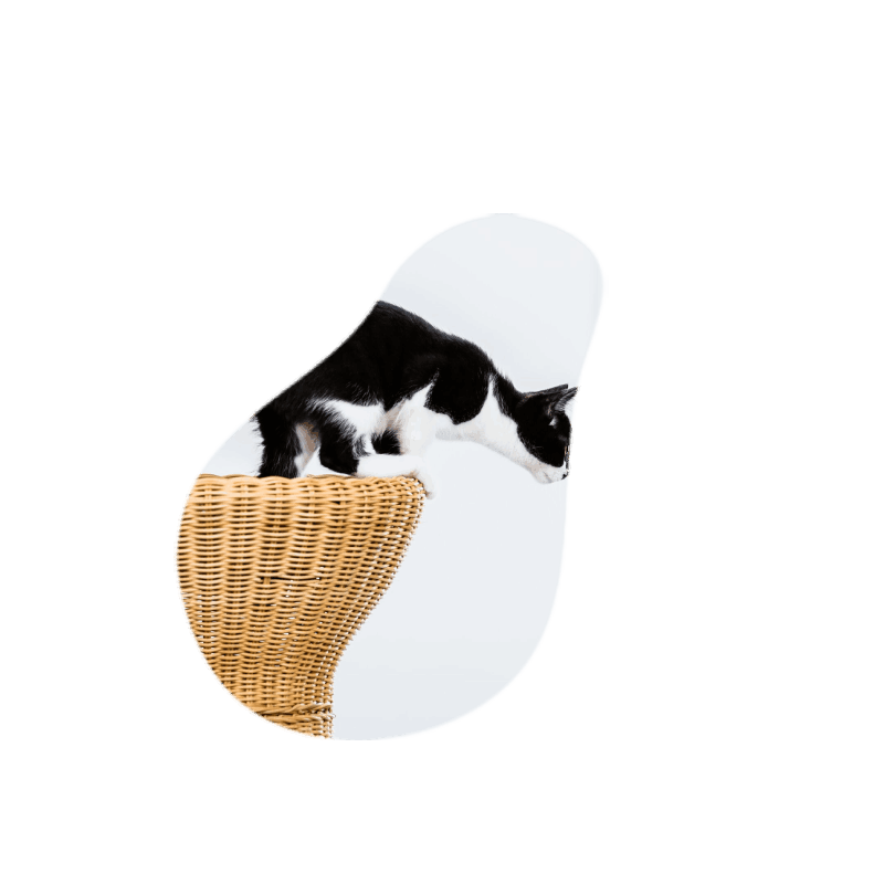 Cat 7