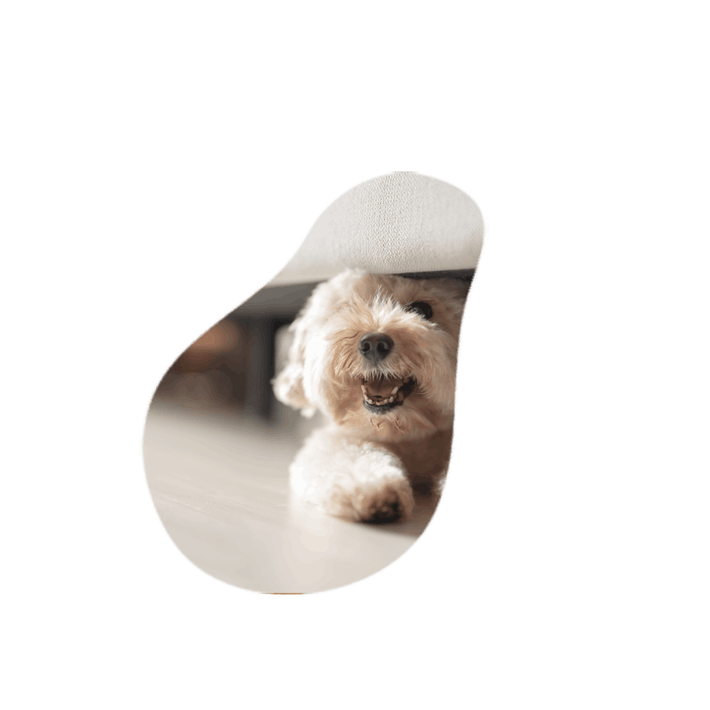Dog 8