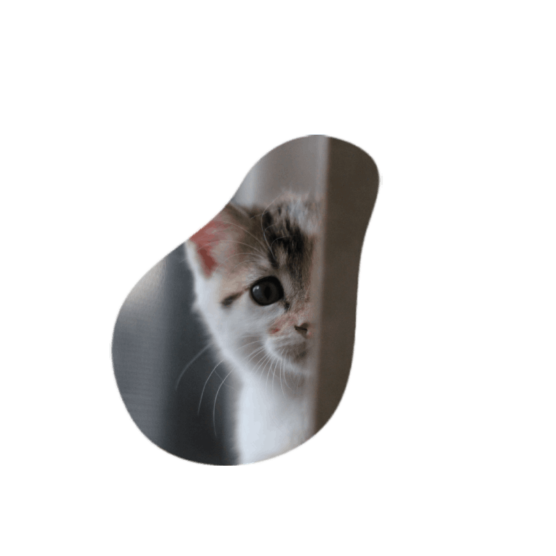 Kitten 6