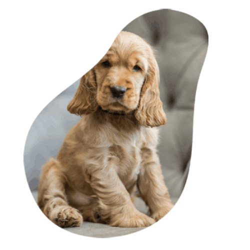 Pup 2